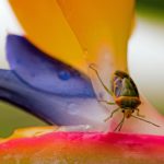 La fusion Microsoft-Activision Blizzard sera-t-elle approuvée ?