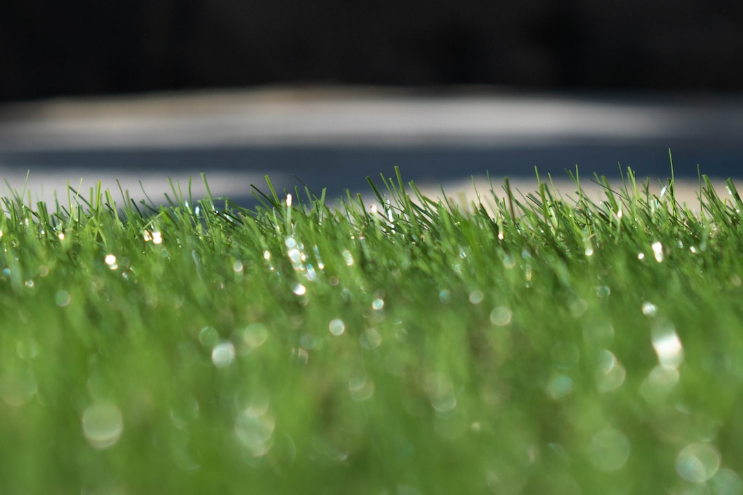 a close up of some green grass with water drops