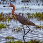 ChatGPT en Italie : OpenAI sous le feu des RGPDapaulettes