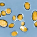 Roblox à l’assaut de l’IA : Génial ou Génie en herbe ?