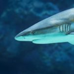 Les risques modérés, une nouvelle mélodie pour les investisseurs