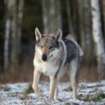 Starship en orbite : un envol réussi ou une étoile filante ?