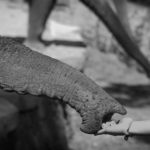 Western Digital : À la recherche du trésor volé!