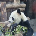 Les trous noirs supermassifs peuvent-ils être révélés avec encore plus de précision ?