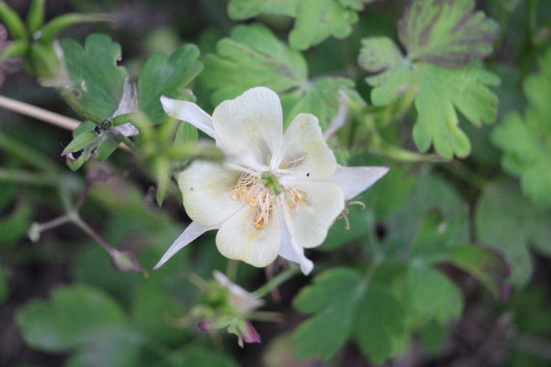 a white flower with green leaves in the background