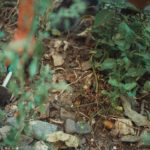 Quand les oiseaux en colère se font plumer par Sega