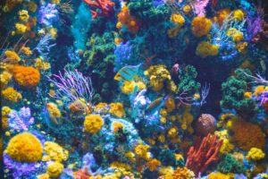 Peut-on sauver les récifs coralliens grâce à l’IA et aux sons de la vie sous-marine ?