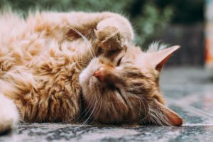 Tile pour chats : la fin des recherches désespérées de votre animal de compagnie ?