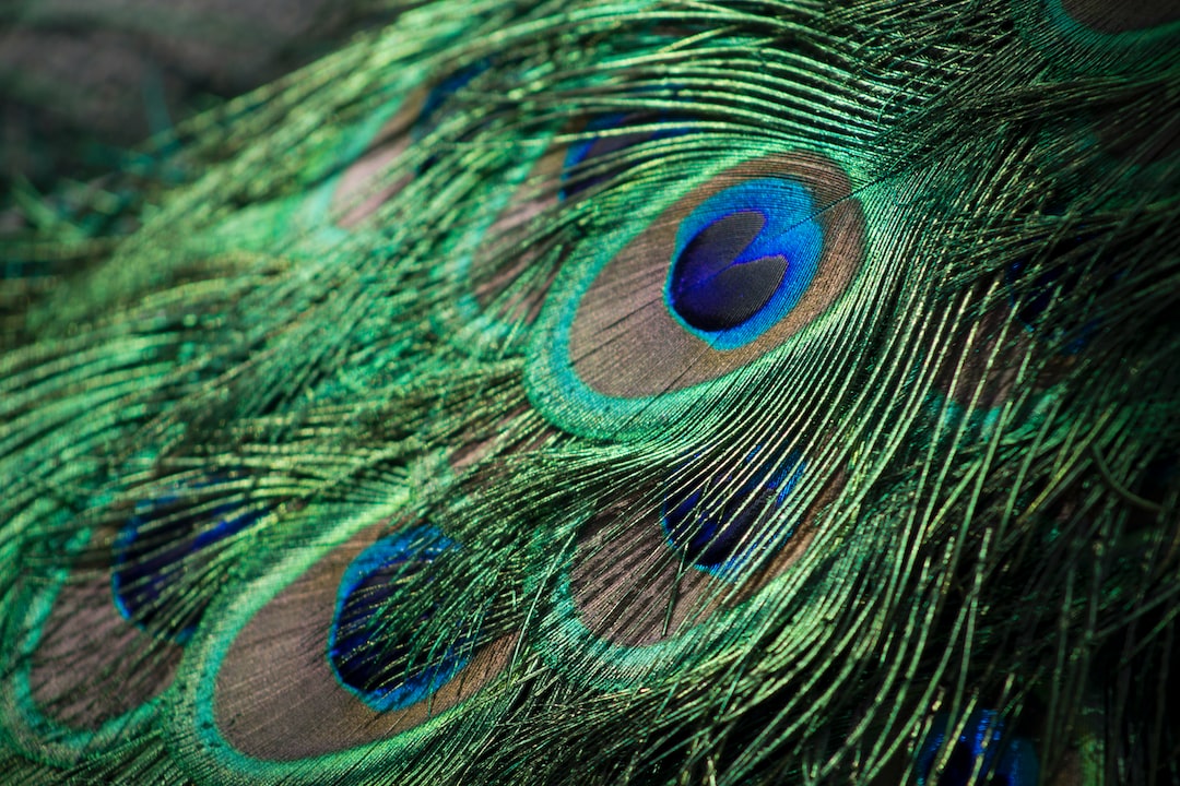 closeup photography of green, gray, and blue Peacock feathers
