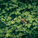 Fitbit Versa 4 : sportez-vous bien, sans vous ruiner !