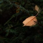 Des vampires à l’écran : une histoire sans queue ni tête ?