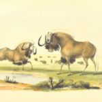 NPR reviendra-t-il sur Twitter sous la pression d’Elon Musk ?