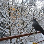 Les startup-valuations : un yoyo technologique ?