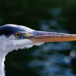 Tiktoc ou Tikstoppé ? Les créateurs réagissent.