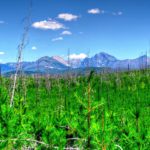 Vol en bourse : quand Bird tente un atterrissage forcé