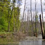 Revolut est-elle correctement évaluée ?