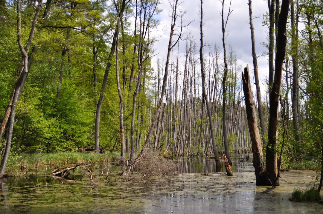 brown trees on river bank during daytime