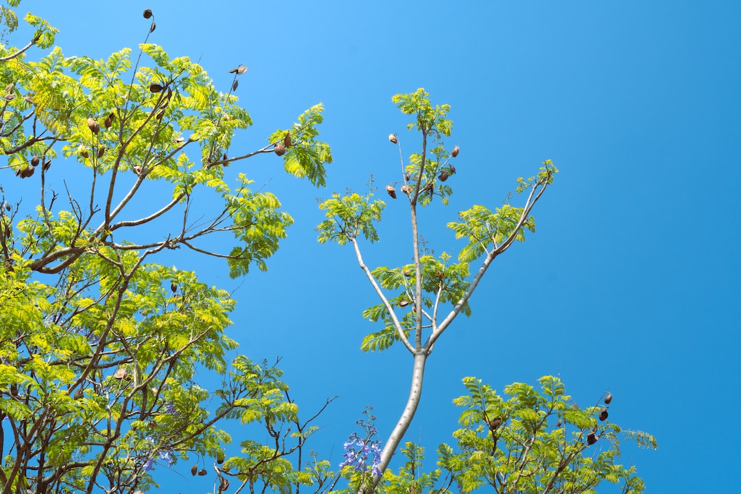 a group of birds sitting on top of a tree