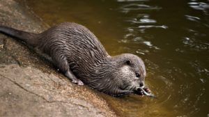 Otter solution: le chatbot qui vous fait la conversation… de réunion