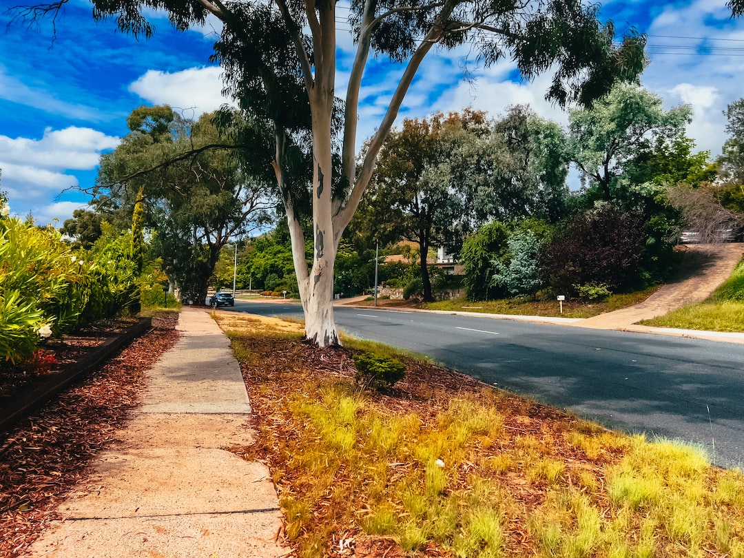 a tree on the side of a road