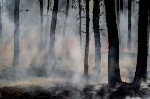 Des satellites pour lutter contre les incendies de forêts : une solution durable?