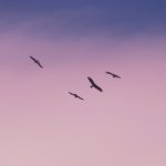 Twitter et l’Inde : un affrontement juridique aux lourdes conséquences ?