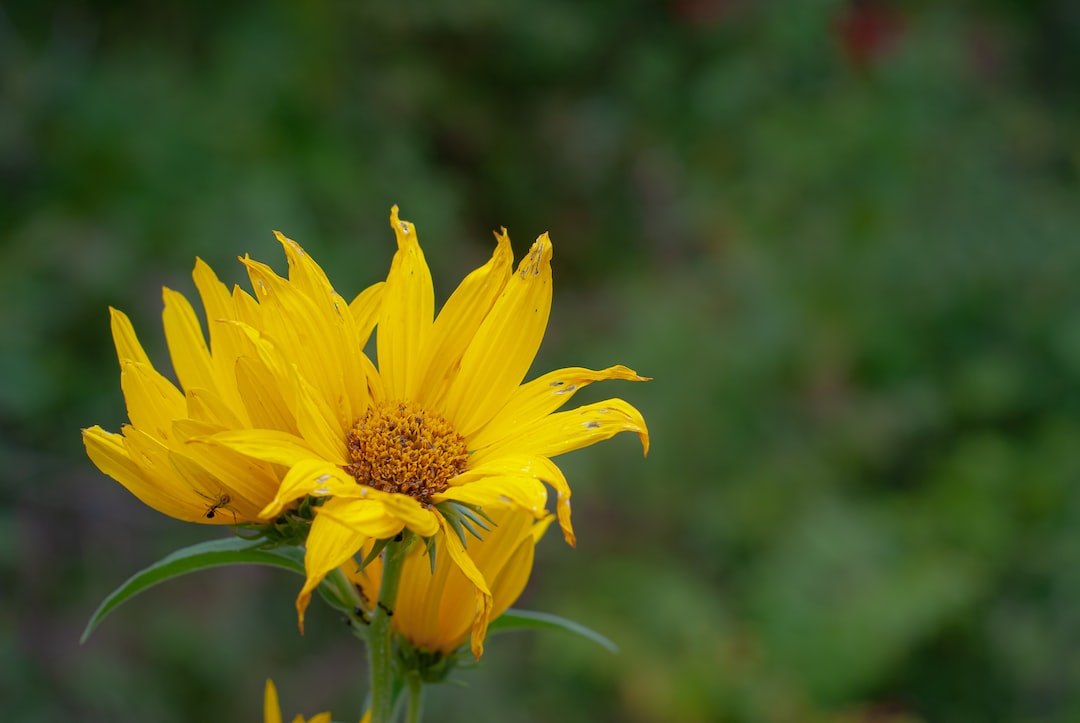 a yellow flower with a large center