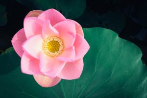 « Lotus Eletre : La mutation ne fait pas le poid … dans la balance ? »
