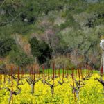 Kia se prépare-t-elle à un futur 100% électrique ?