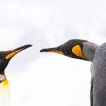 Inngest est-il l’avenir des files d’attente de tâches pour les développeurs?