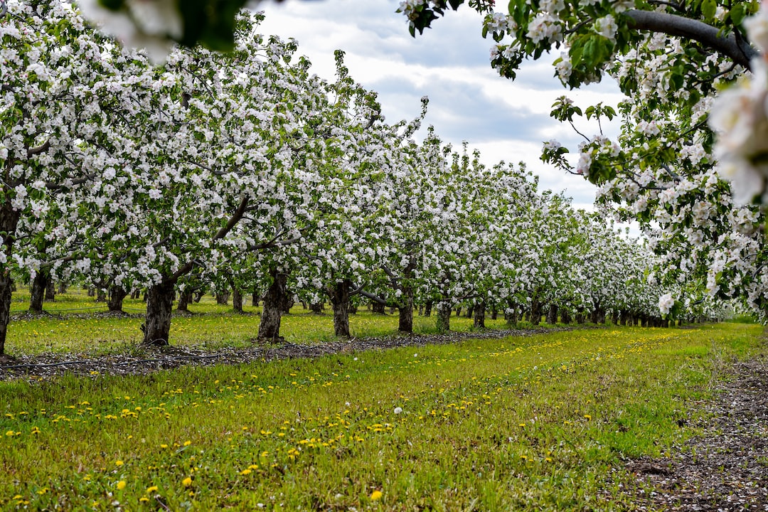 a row of trees with white flowers on them