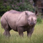 Coup d’IA pouce : la synthèse algorithmique en questions