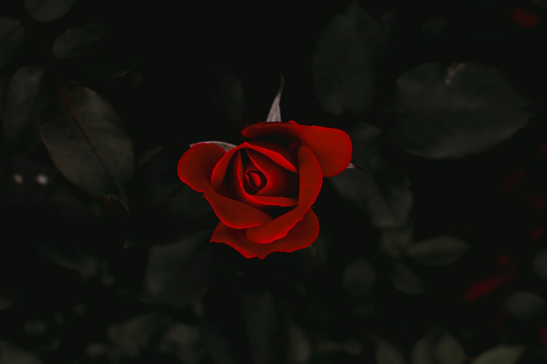 red rose