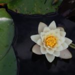 Zopa: un « léger » Zop-fret qui fait du bruit