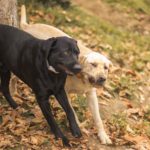 Un espion dans la machine : Microsoft, Google, Apple… Qui sera le prochain sur la liste ?