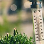 La taille compte-t-elle dans le monde des ours gras?