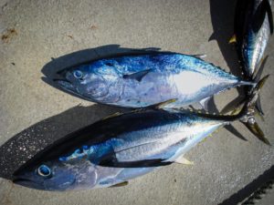 Wanda Fish et la pêche miraculeuse : des thons qui ne font pas de vague