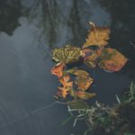 La nouvelle frontière entre IA et vidéo : effet de mode ou révolution?