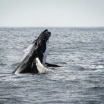 Seeing AI : Quand votre Smartphone se Met à « voir » pour Vous!