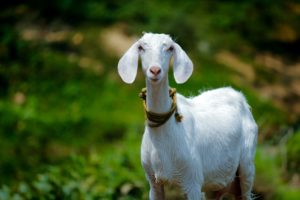 Goat Simulator 3 : Chaos caprin renouvelé ou bêlement redondant ?