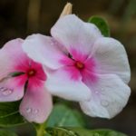 Quand Opendoor se referme, une autre s’ouvre pour Eric Wu