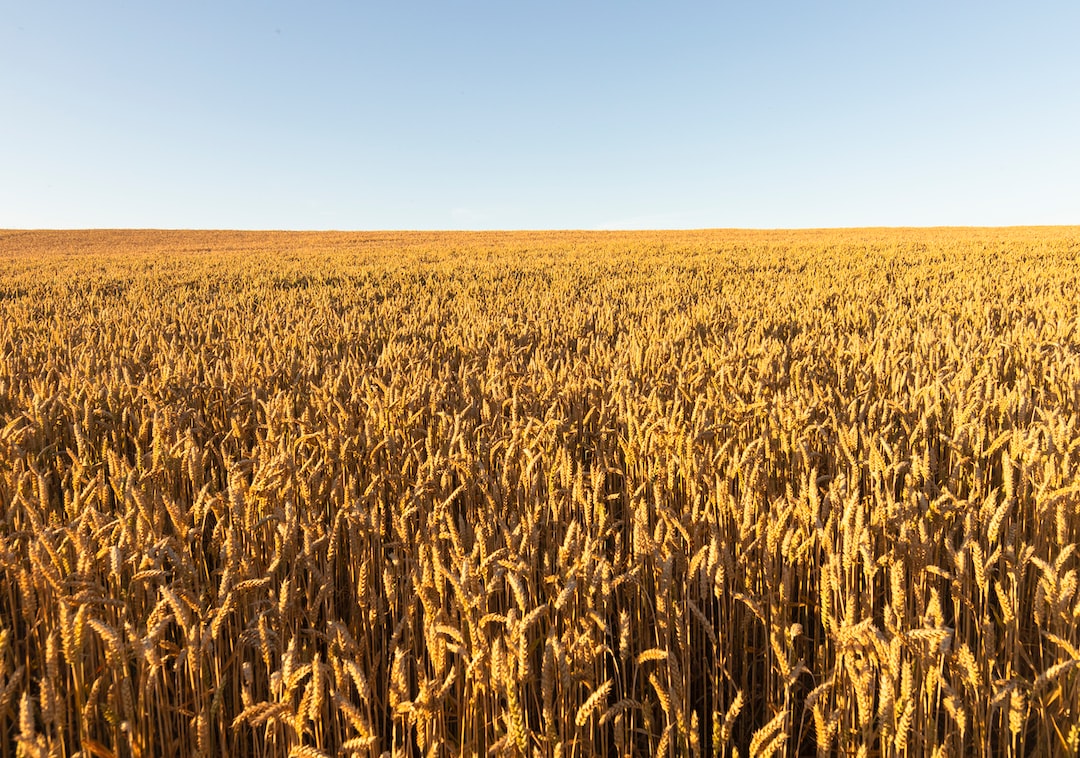 a large field of ripe wheat on a sunny day