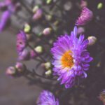 Les véhicules électriques, simples gadgets ou réels explorateurs des temps modernes?