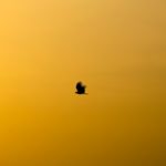 Diversité du Financement ou Refinancement de la Diversité : Le Grand Écart des Startups Britanniques