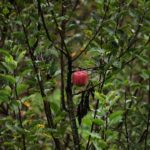 Pomme de Discorde: Quand la Tech Croque le Mauvais Pépin