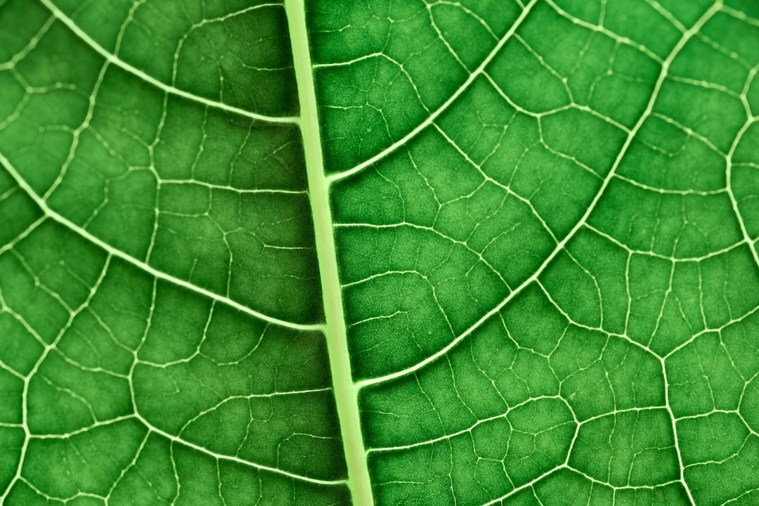 green leaf