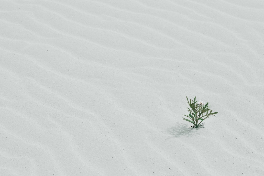 green tree on sand