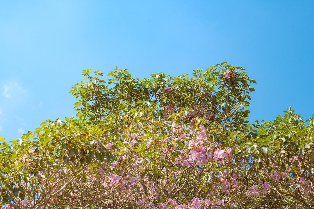 a tree filled with lots of pink flowers under a blue sky