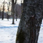 Quelles leçons tirer de l’intrusion de Midnight Blizzard chez Microsoft?