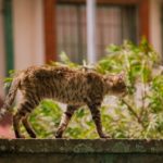 L’insécurité numérique dans les universités : simple incident ou crise latente?